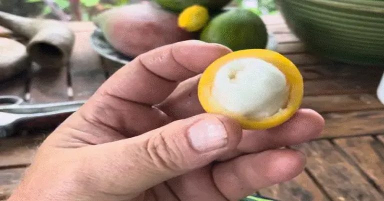 Čaj za zdravlje prostate Prostamid